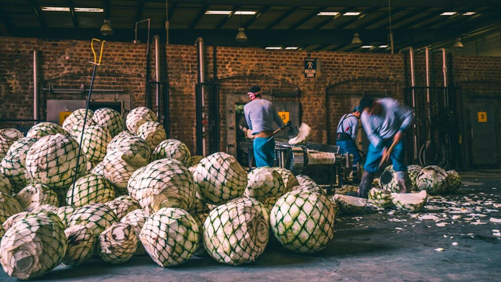 Tequila - từ thức uống truyền thống đến tinh thần hiện đại 8 san_xuat_ruou_tequila