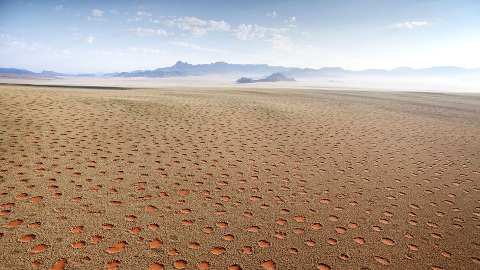 Vòng tròn Thần tiên là hàng triệu mảng hình tròn giống như tổ ong trên sa mạc Namib (Credit: robertharding/Alamy) bi_an_thien_nhien_vong_tron_nambia