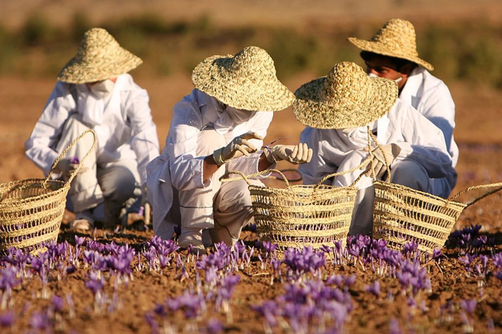 Saffron - 'vàng đỏ' của giới gia vị và 8 điều thú vị bạn chưa biết 3 saffron