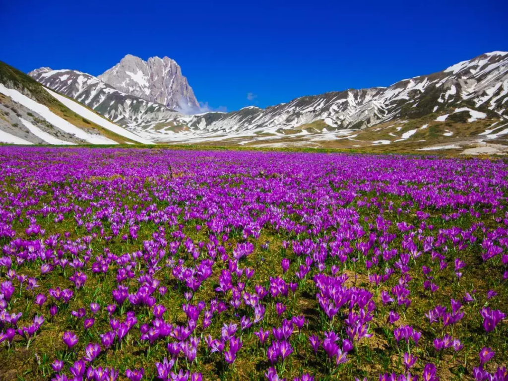 Saffron - 'vàng đỏ' của giới gia vị và 8 điều thú vị bạn chưa biết 8 saffron