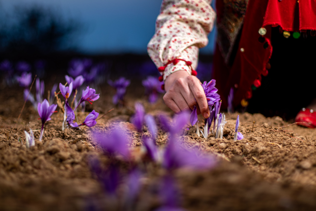 Saffron - 'vàng đỏ' của giới gia vị và 8 điều thú vị bạn chưa biết 2 saffron