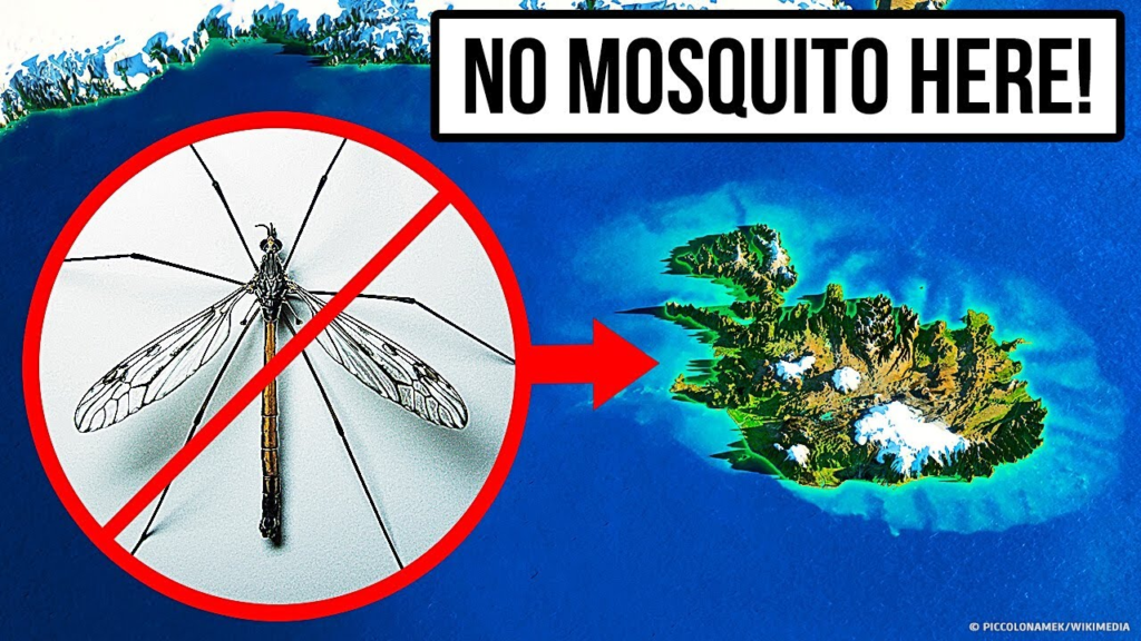 8 sự thật thú vị về loài muỗi thỏa mãn sự tò mò của bạn 3 muoi