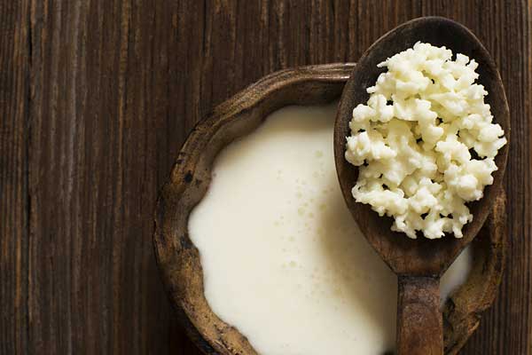 Dư vị khó quên từ những món ăn lên men đặc sắc thế giới (phần 1) 2 Nấm sữa Kefir - thực phẩm lên men độc đáo