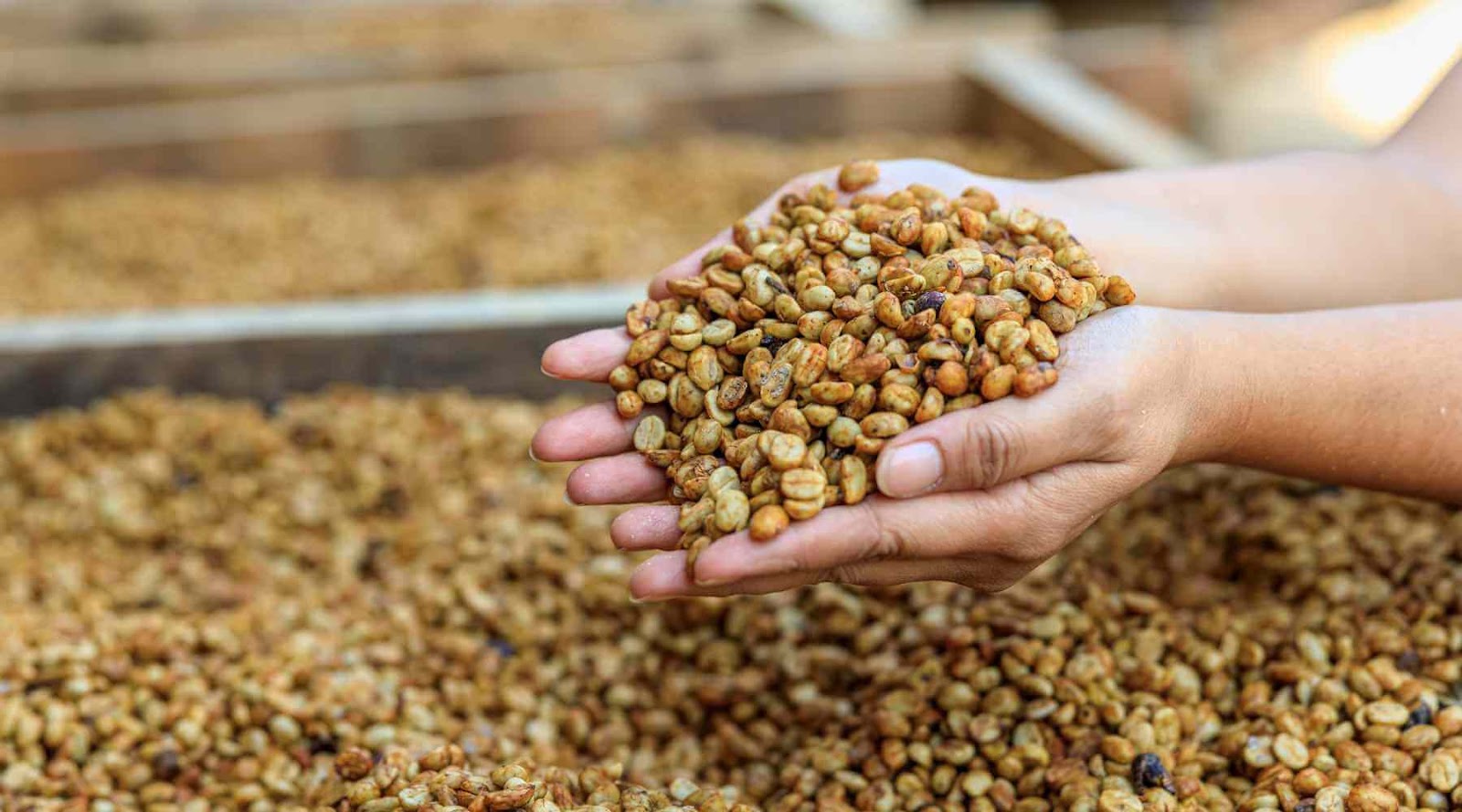 Lên men cà phê và những điều bạn chưa biết 4 Phương pháp lên men cà phê mật ong.